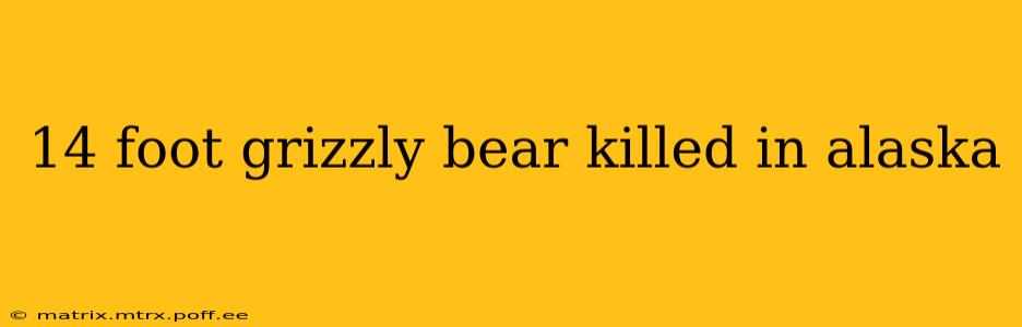 14 foot grizzly bear killed in alaska