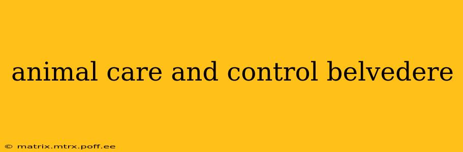 animal care and control belvedere