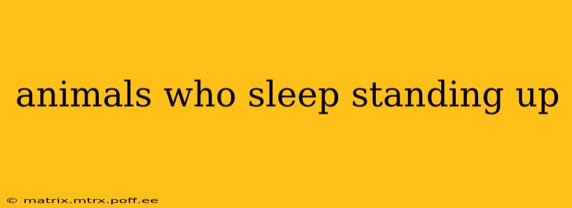 animals who sleep standing up
