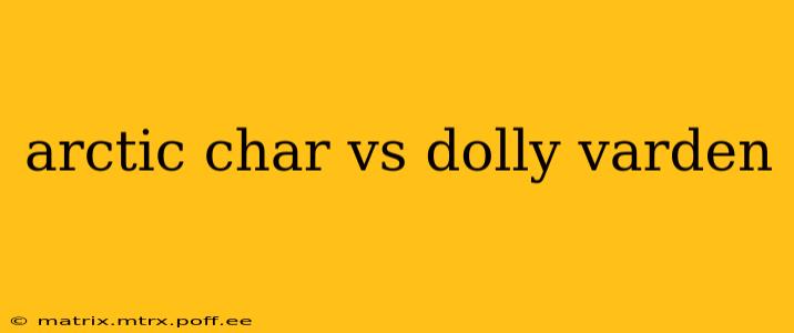 arctic char vs dolly varden