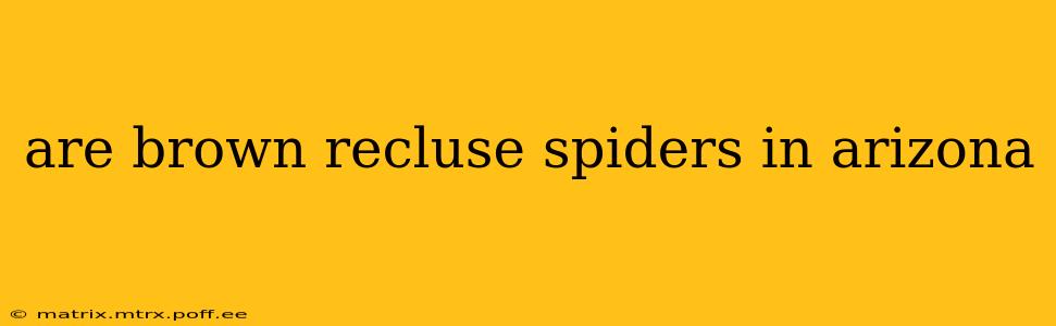 are brown recluse spiders in arizona