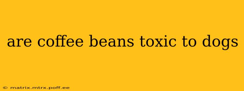are coffee beans toxic to dogs