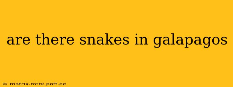 are there snakes in galapagos