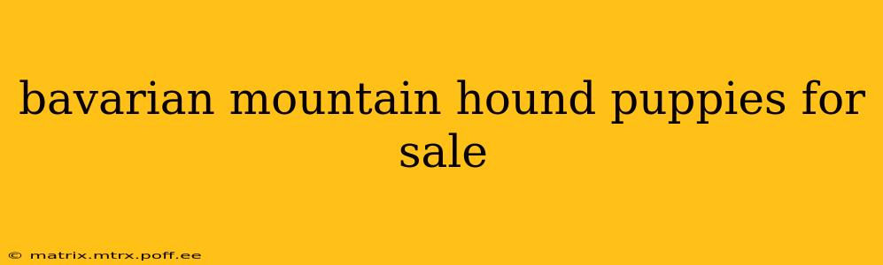 bavarian mountain hound puppies for sale