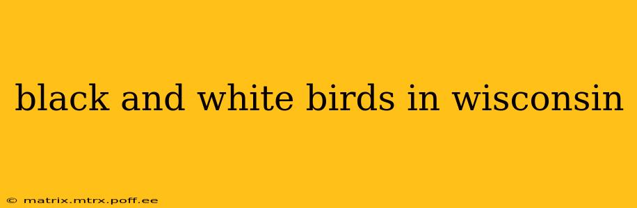 black and white birds in wisconsin