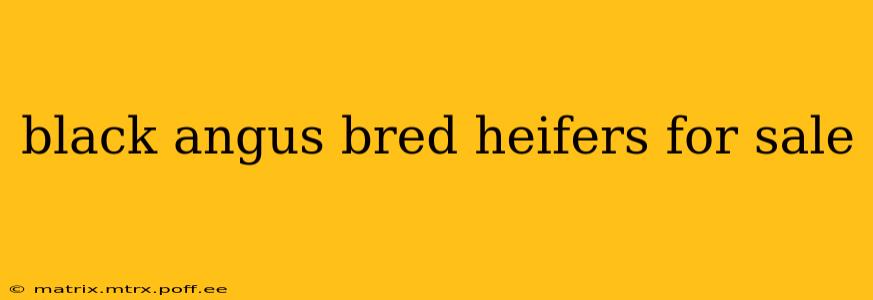 black angus bred heifers for sale