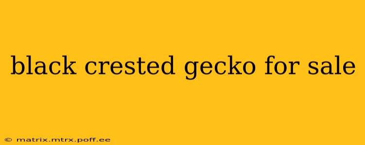 black crested gecko for sale