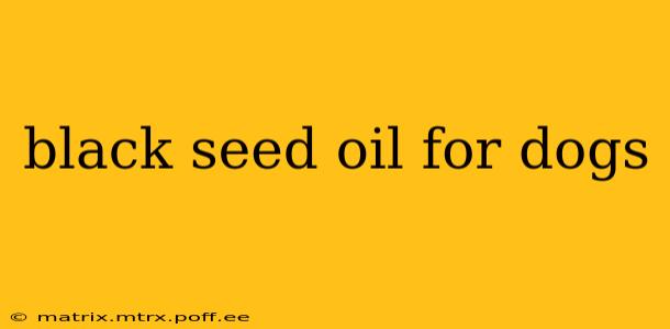 black seed oil for dogs