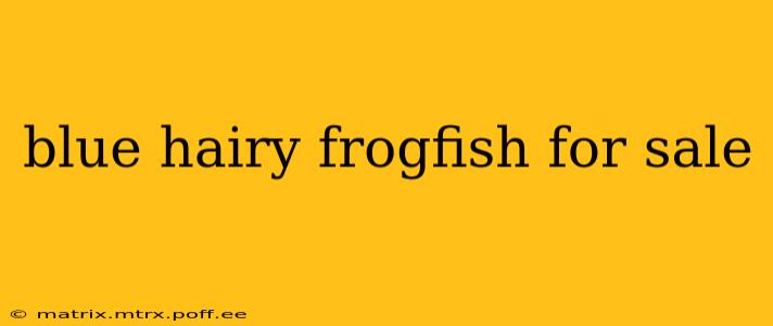 blue hairy frogfish for sale