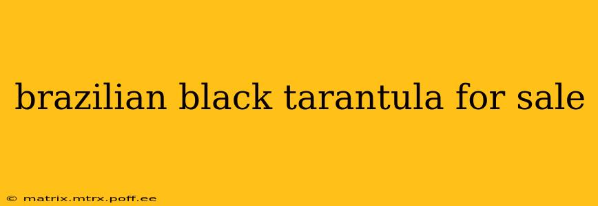 brazilian black tarantula for sale