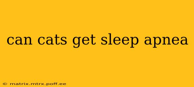 can cats get sleep apnea