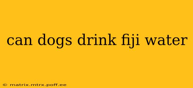 can dogs drink fiji water