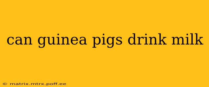 can guinea pigs drink milk
