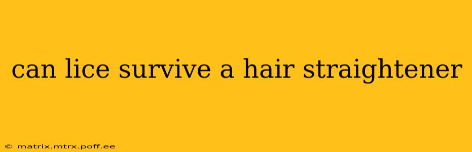 can lice survive a hair straightener
