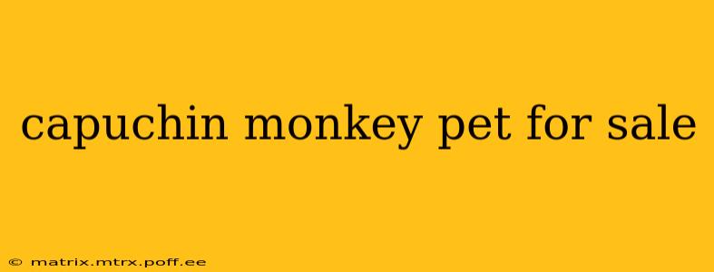 capuchin monkey pet for sale