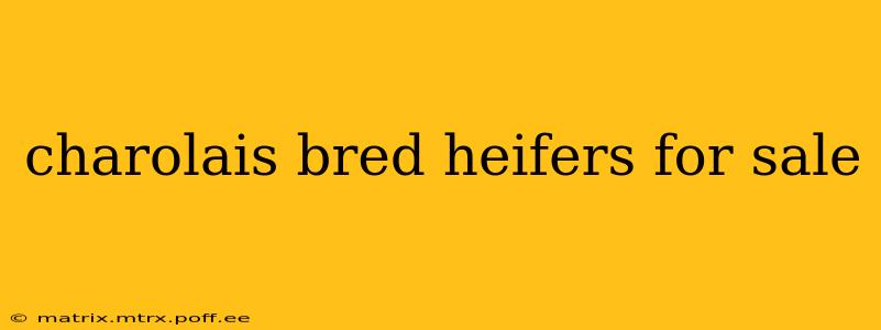 charolais bred heifers for sale