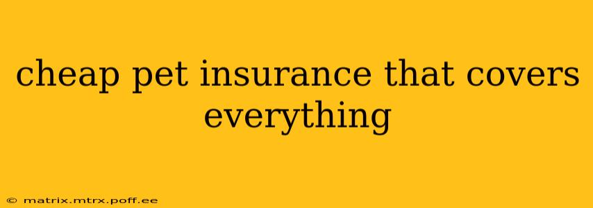 cheap pet insurance that covers everything