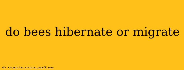 do bees hibernate or migrate