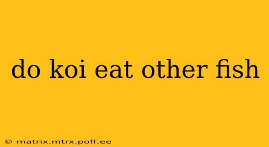 do koi eat other fish
