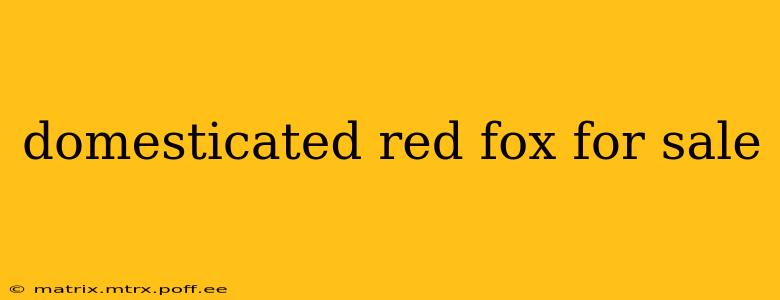 domesticated red fox for sale