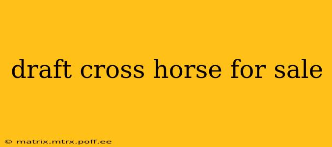 draft cross horse for sale