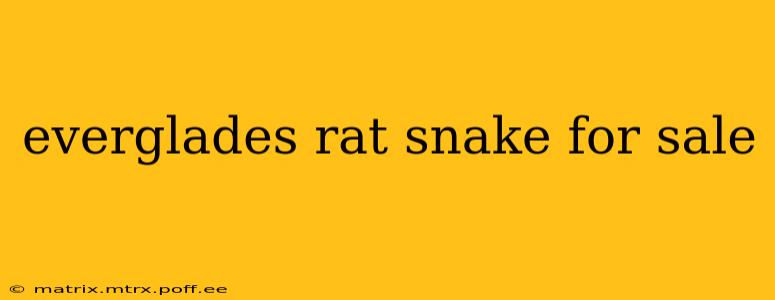 everglades rat snake for sale