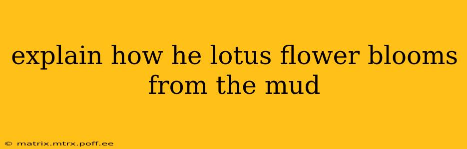 explain how he lotus flower blooms from the mud
