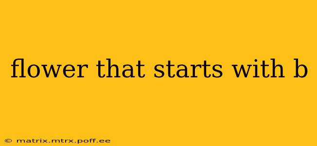 flower that starts with b