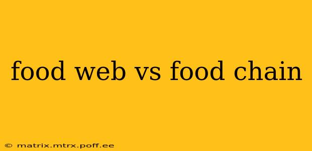 food web vs food chain