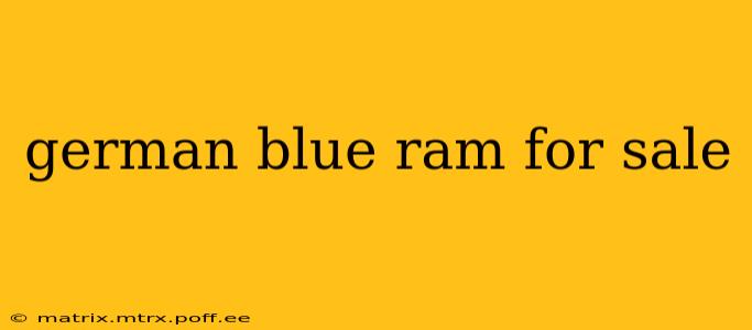 german blue ram for sale