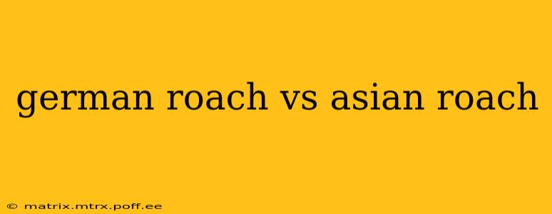 german roach vs asian roach