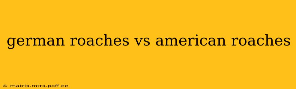 german roaches vs american roaches