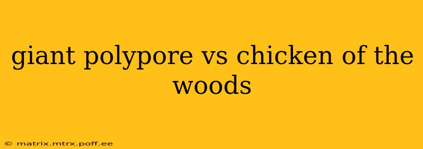 giant polypore vs chicken of the woods