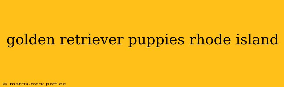 golden retriever puppies rhode island