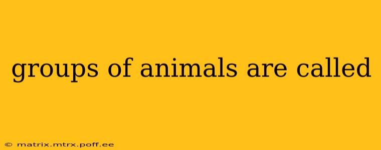 groups of animals are called