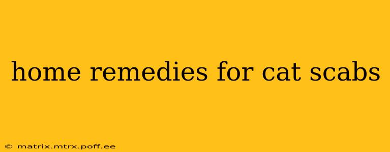 home remedies for cat scabs