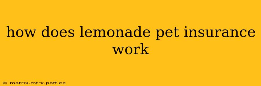 how does lemonade pet insurance work