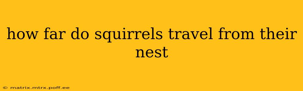 how far do squirrels travel from their nest