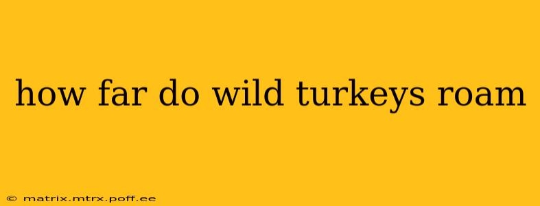how far do wild turkeys roam