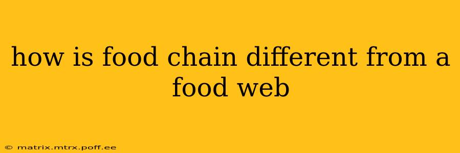 how is food chain different from a food web