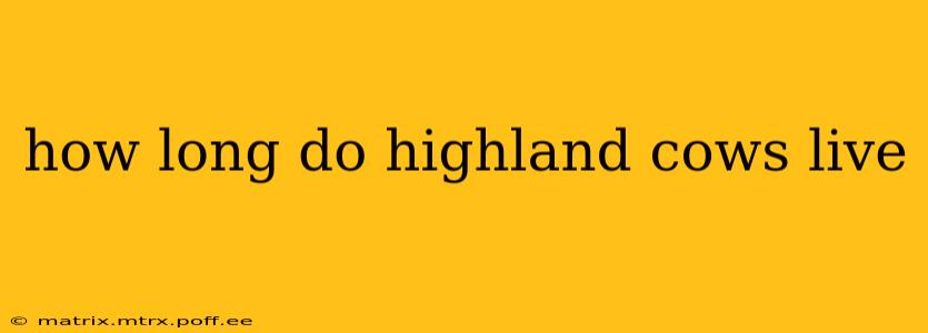 how long do highland cows live