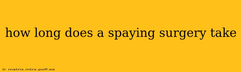 how long does a spaying surgery take