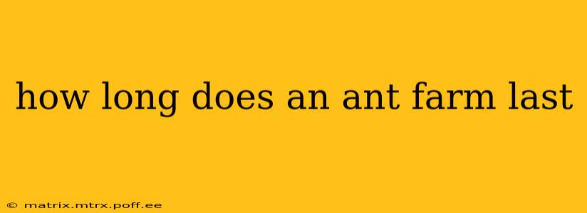 how long does an ant farm last