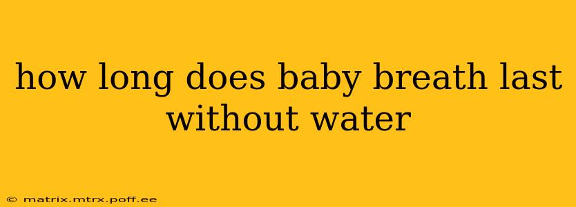 how long does baby breath last without water