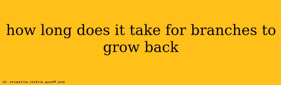how long does it take for branches to grow back