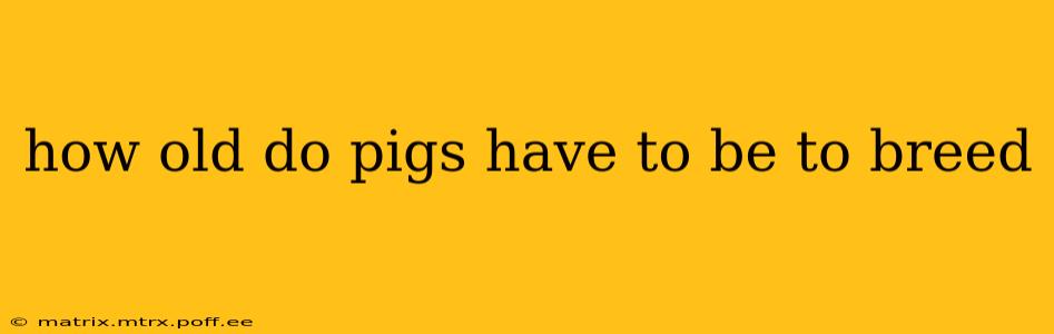 how old do pigs have to be to breed