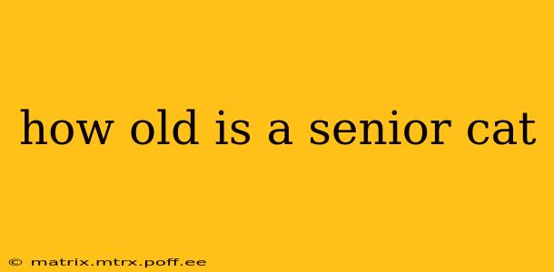how old is a senior cat