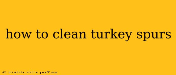 how to clean turkey spurs