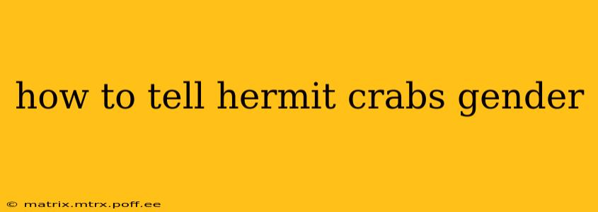 how to tell hermit crabs gender