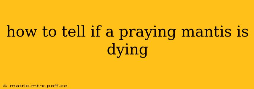 how to tell if a praying mantis is dying